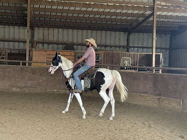 pinto-arabian-filly-yearling