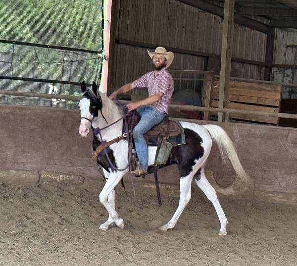 smokey-black-half-arabian-filly-yearling