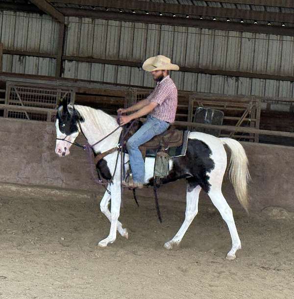 smokey-black-arabian-filly-yearling
