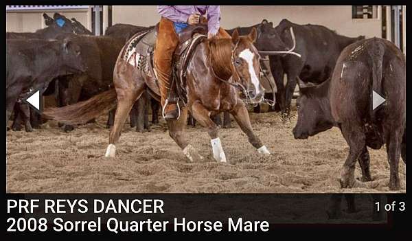 all-around-quarter-horse