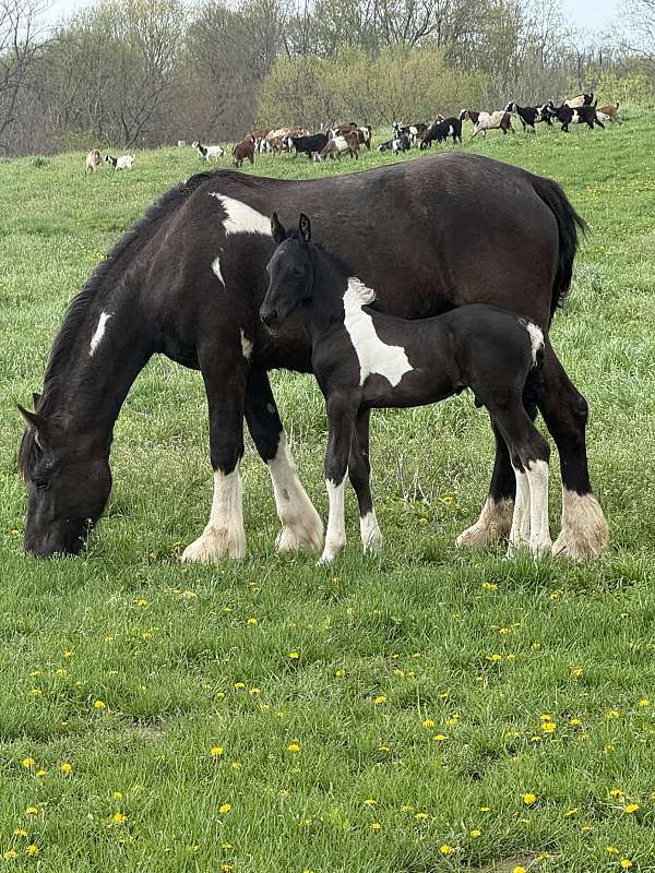gvhs-twhbea-friesian-gypsy-vanner-gelding