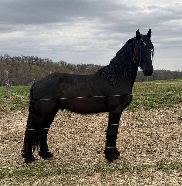 gvhs-twhbea-friesian-gypsy-vanner-mare