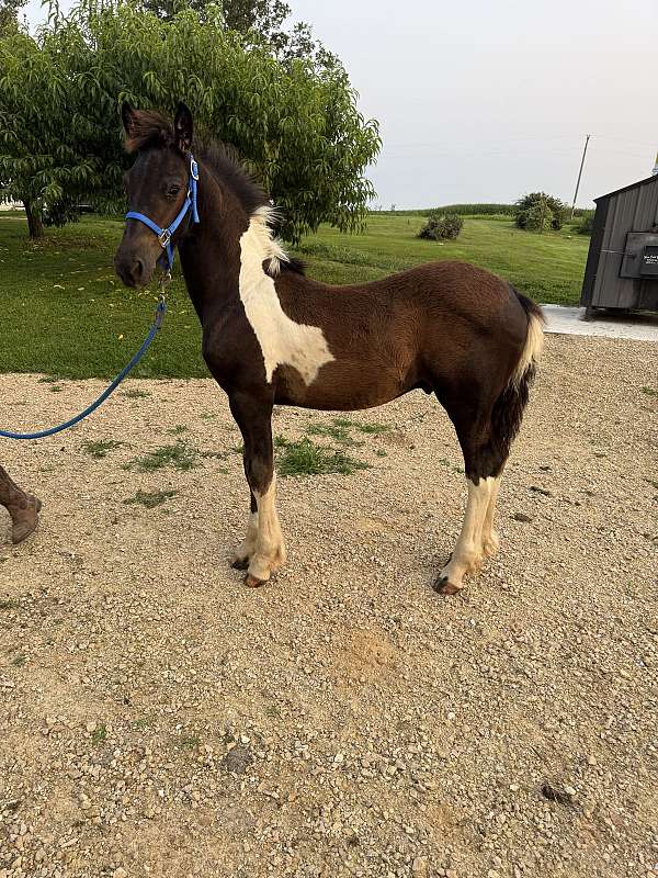 gvhs-twhbea-gelding