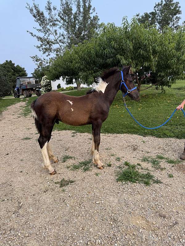 gvhs-twhbea-mare