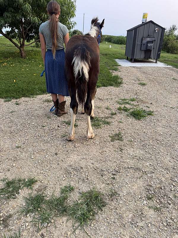 gvhs-twhbea-yearling