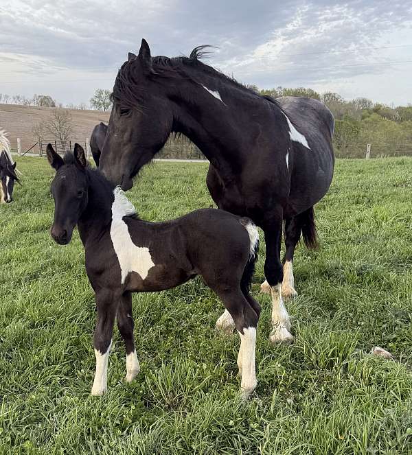 gvhs-twhbea-friesian-gypsy-vanner-yearling