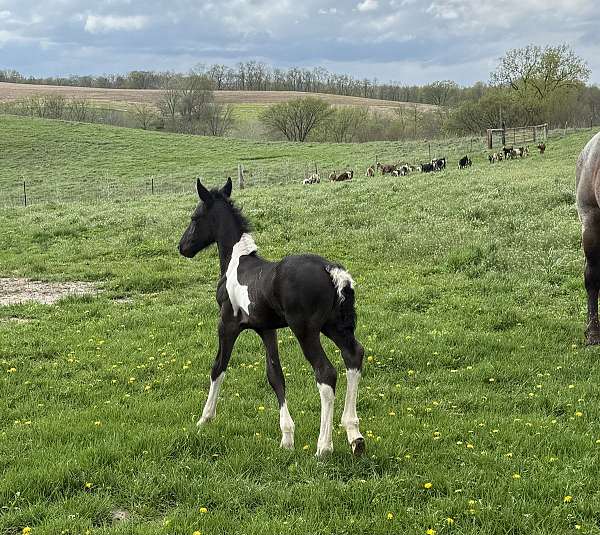 gvhs-twhbea-friesian-gypsy-vanner-horse