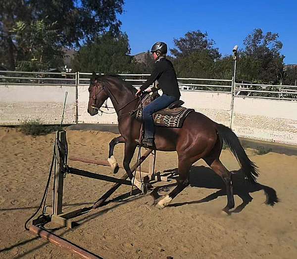 athletic-thoroughbred-horse