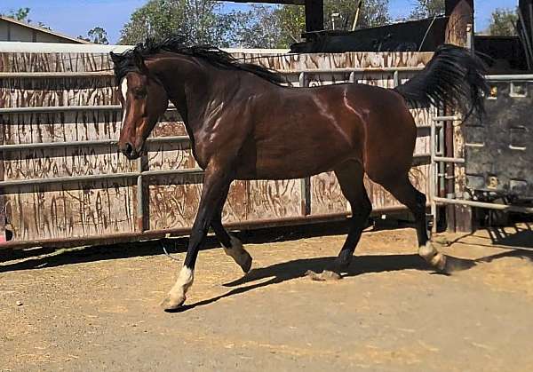 barrel-thoroughbred-horse