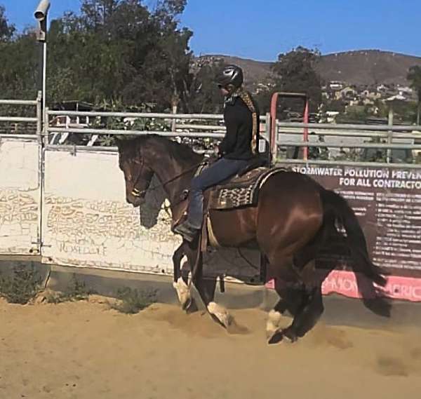 dressage-thoroughbred-horse