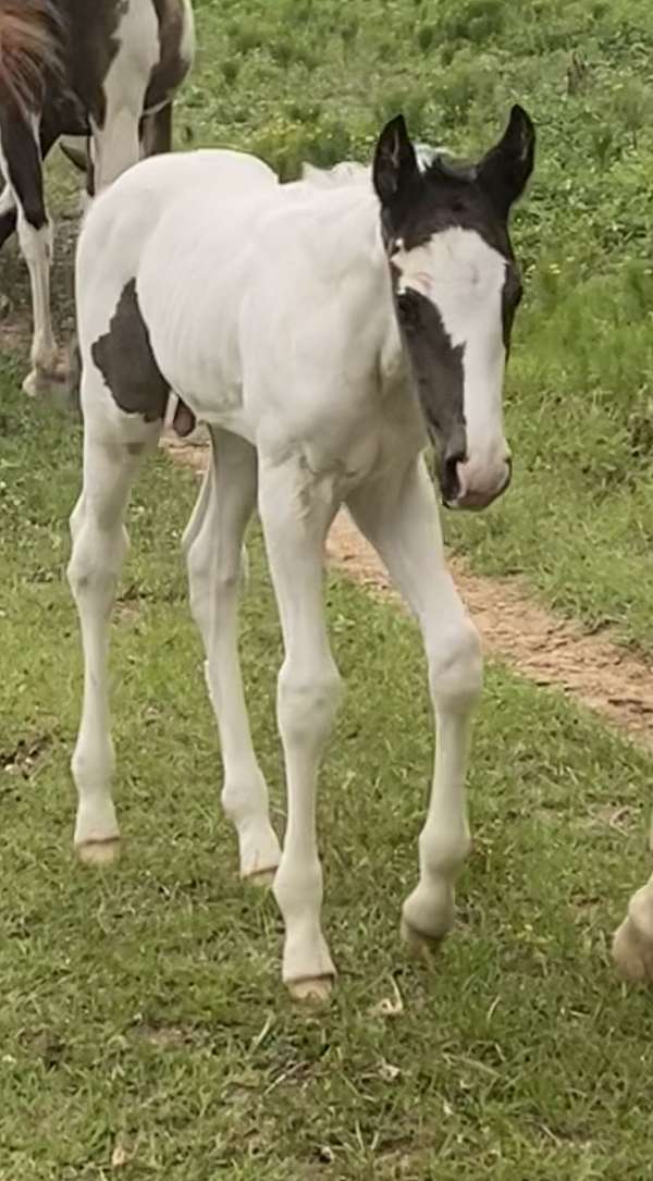 black-white-homologous-black-horse
