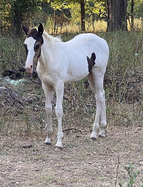 black-overo-white-homologous-black-horse