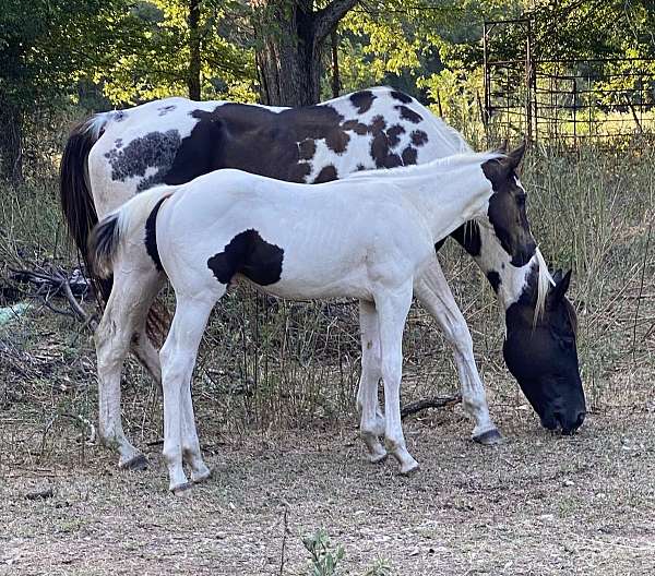 horse-colt-paint