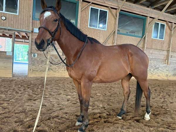 low-level-thoroughbred-horse