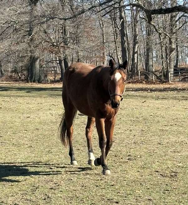 steady-thoroughbred-horse
