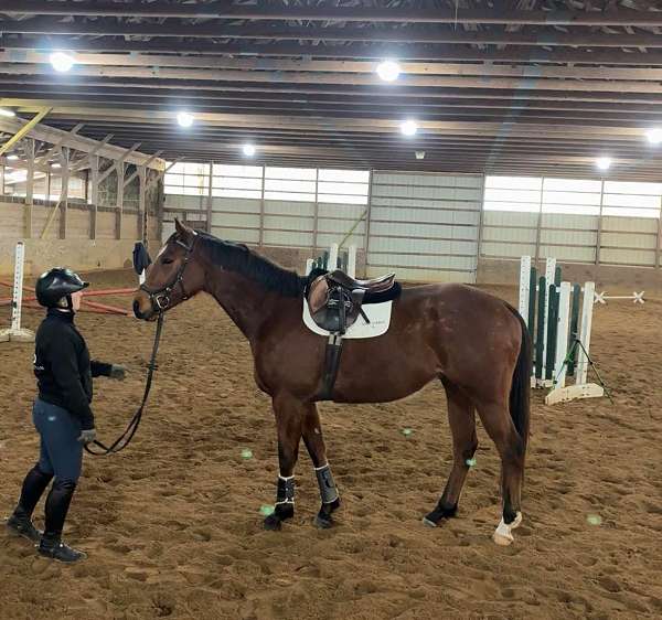 unraced-thoroughbred-horse