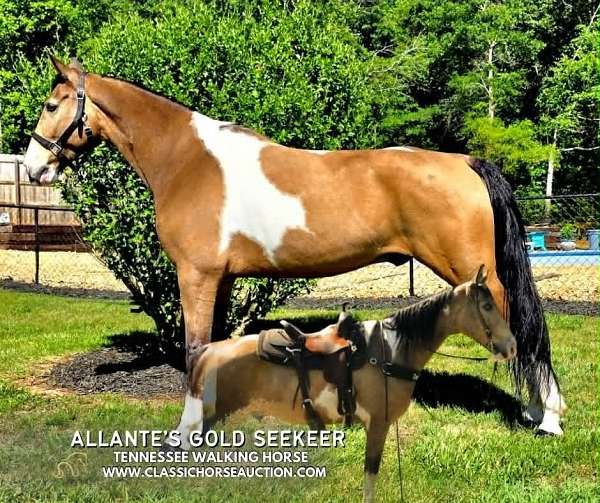 ranch-sorting-tennessee-walking-horse