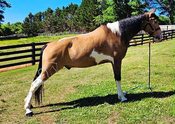 all-around-tennessee-walking-horse