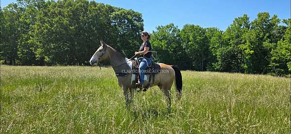 athletic-tennessee-walking-horse