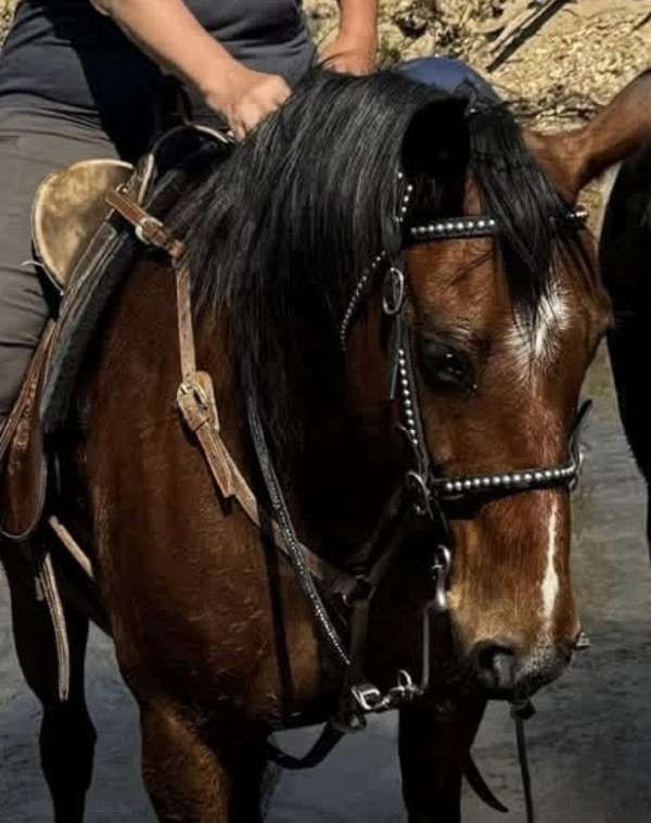 star-short-blaze-left-rear-sock-horse
