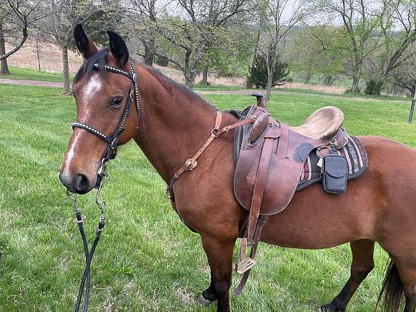 sturdy-missouri-fox-trotter-horse