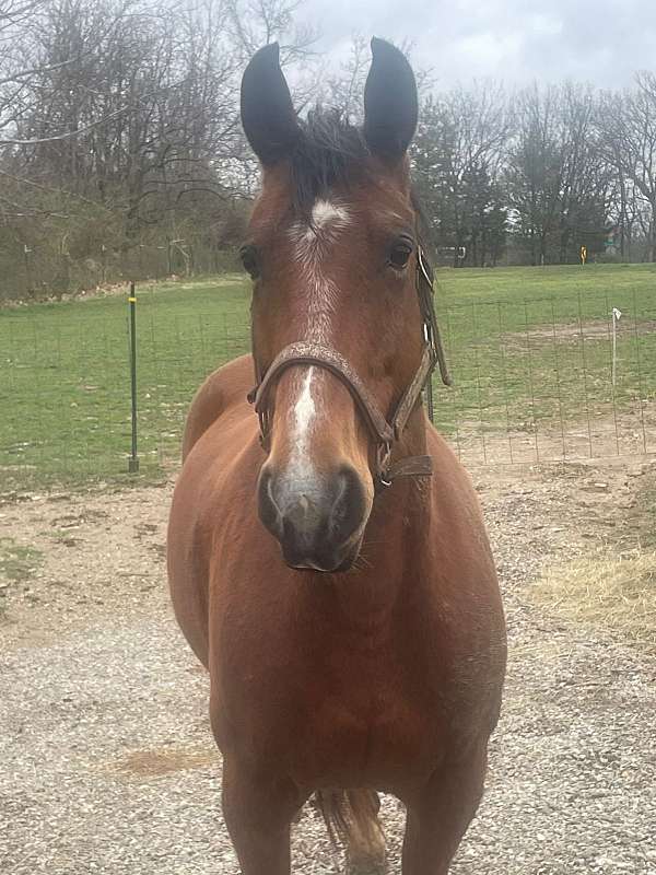 talent-missouri-fox-trotter-horse