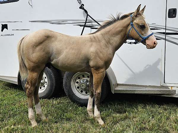 sw-horse