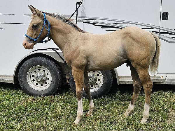 dunskin-sw-horse