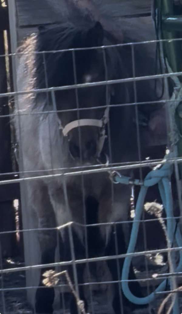 bay-roan-stallion-youth-horse
