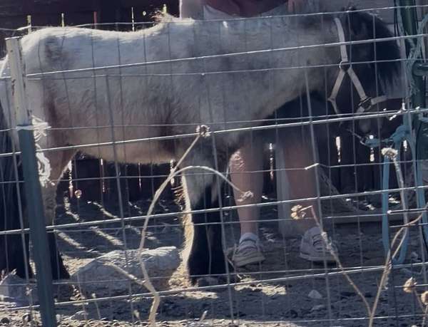 stallion-youth-stallion