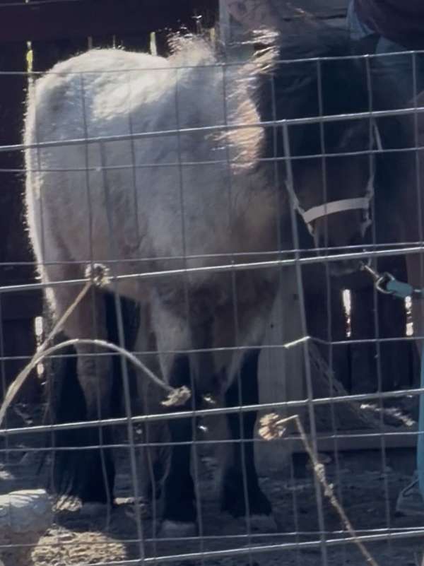 bay-roan-amha-stallion