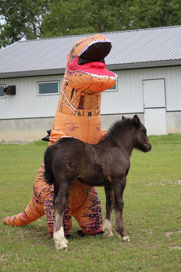 black-facial-socks-horse