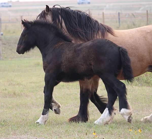 facial-socks-horse