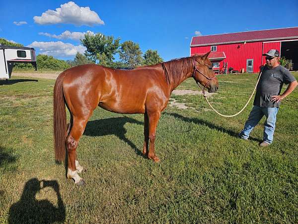 dr-nick-bar-horse