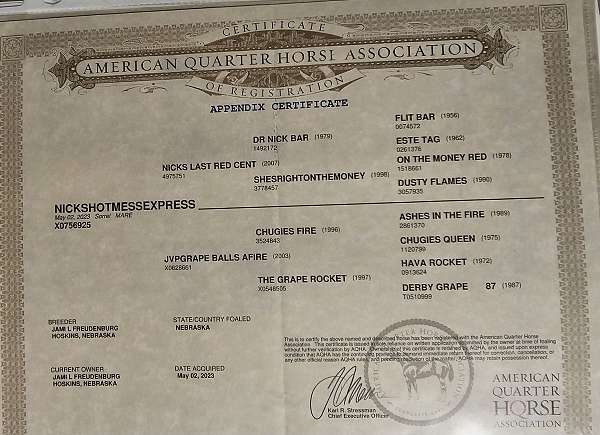dr-nick-bar-filly