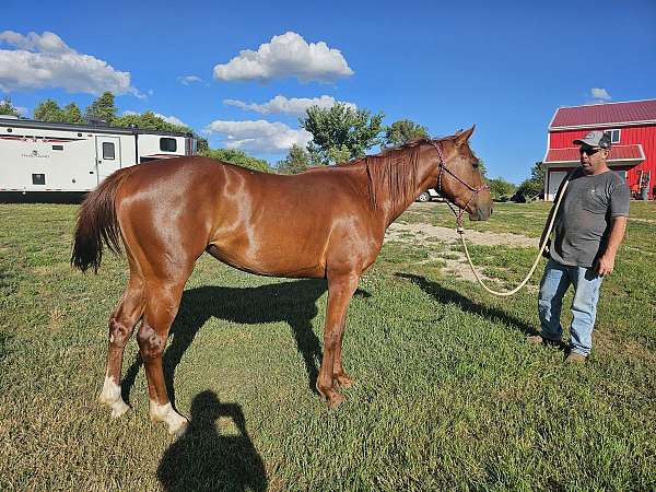 on-the-money-red-filly