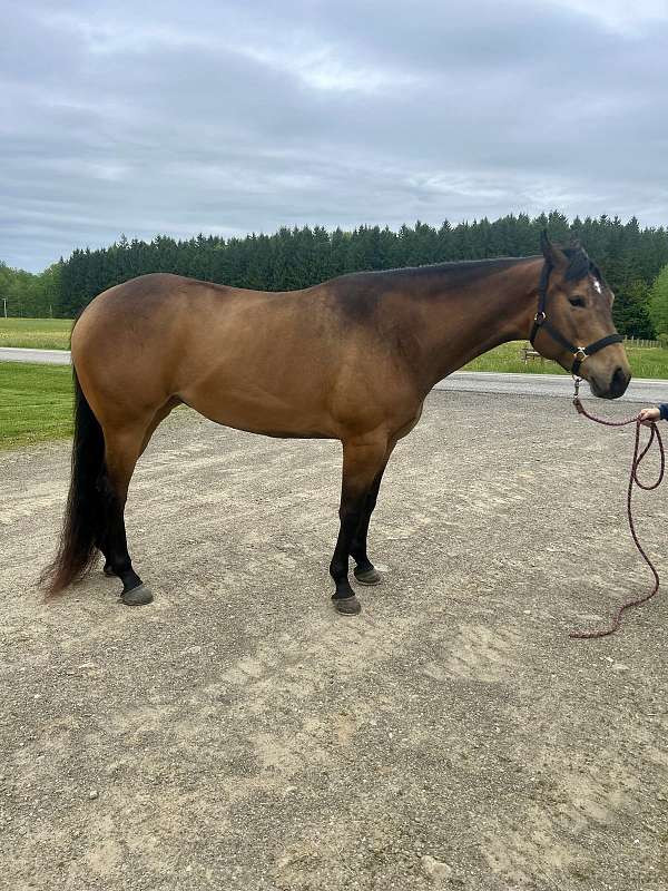 easy-going-mare-broodmare
