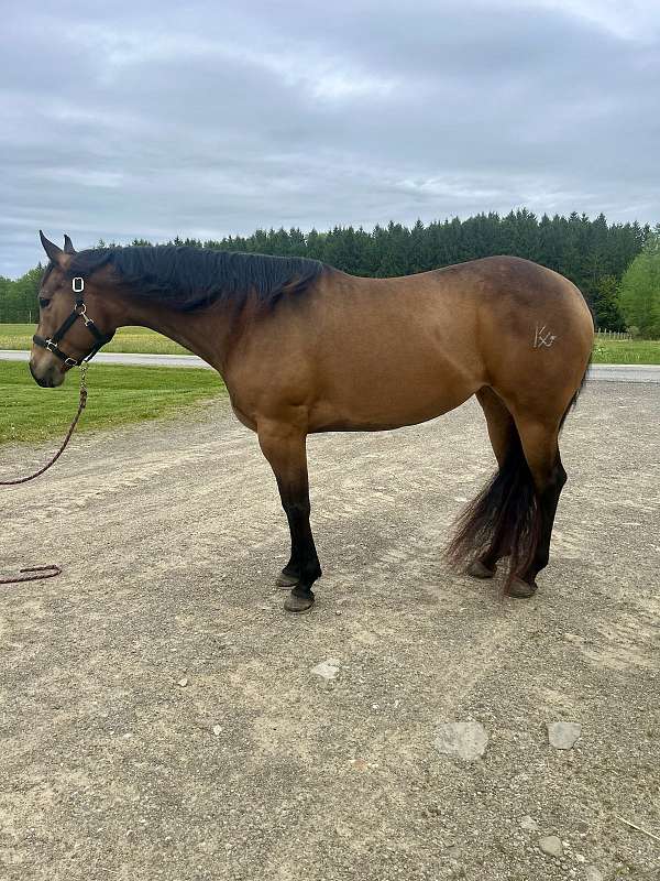 trail-horse-mare-broodmare