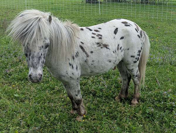 black-appaloosa-spotted-stallion