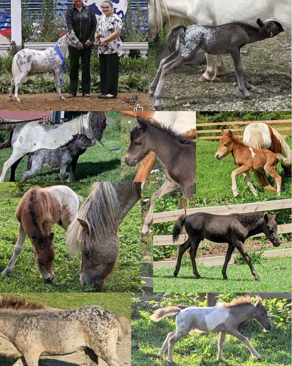 amhr-appaloosa-spotted-stallion