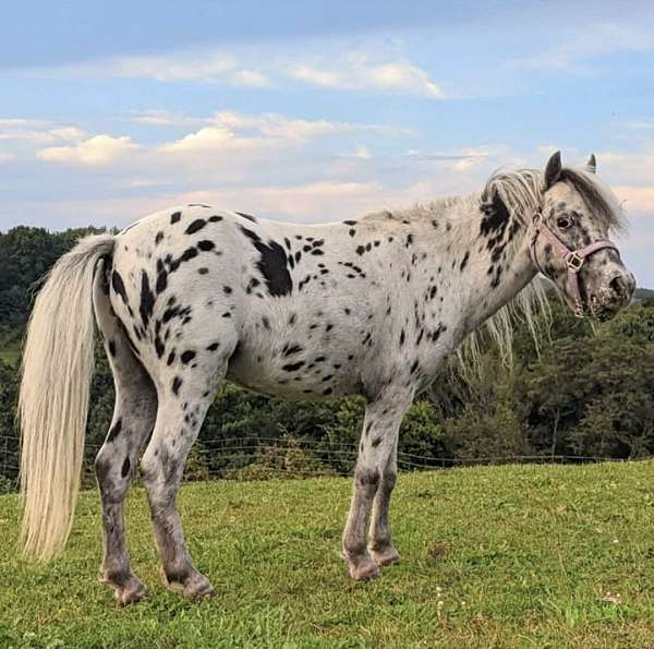 black-appaloosa-spotted-horses-for-sale