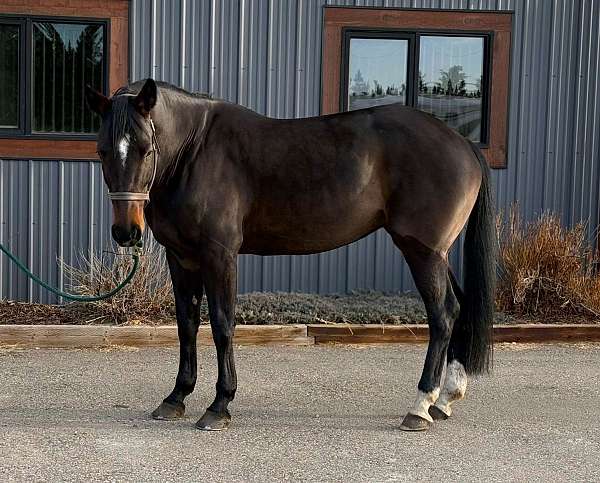 white-star-snip-horse