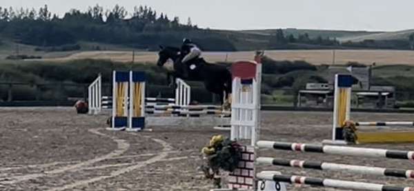 bay-white-star-snip-horse