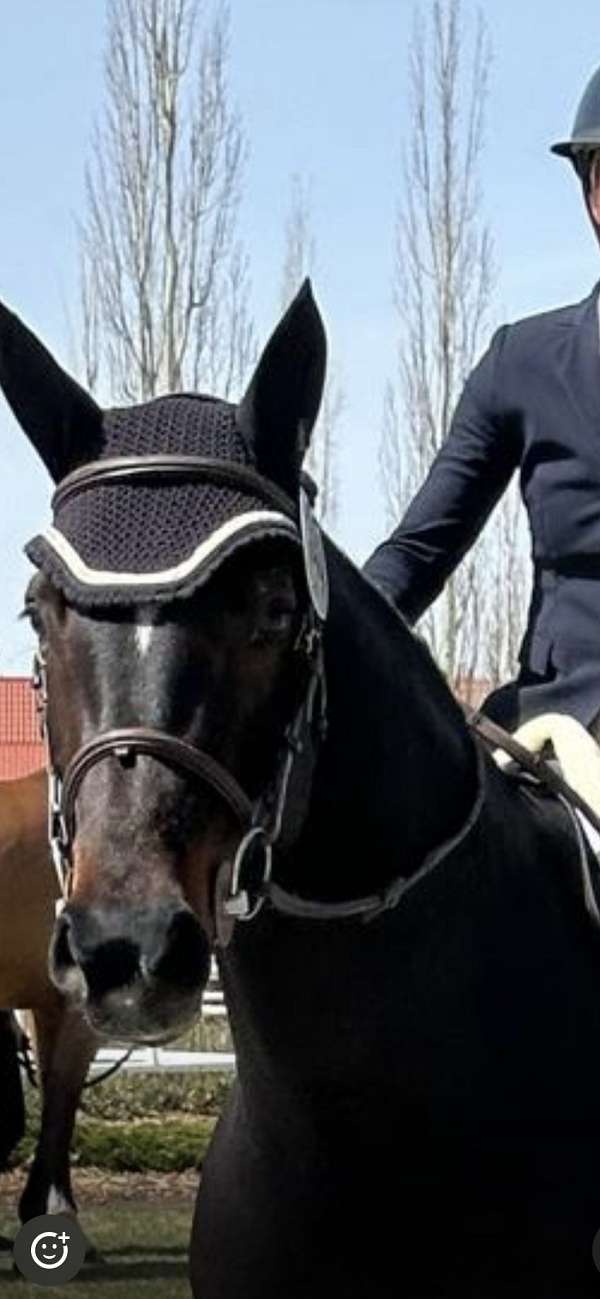 hunter-warmblood-horse