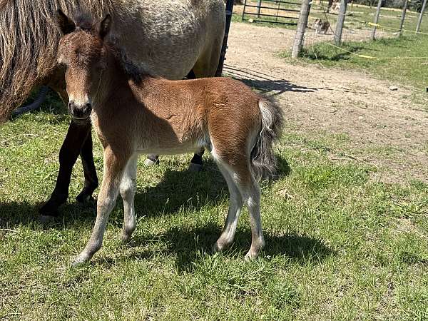 miniature-filly