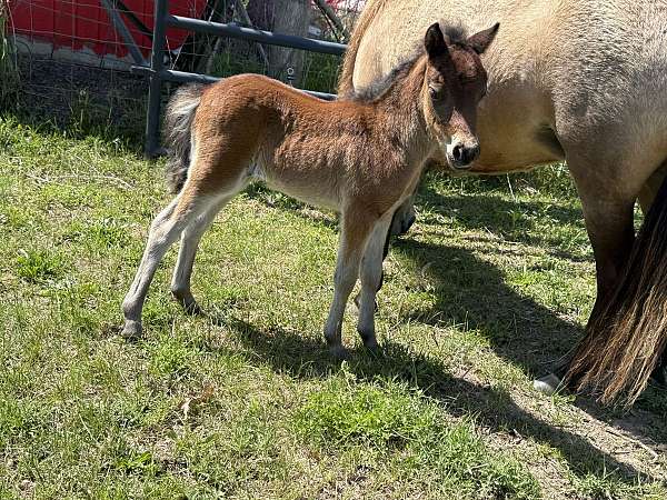 miniature-horse-for-sale