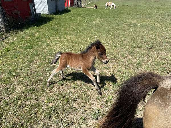 miniature-horse
