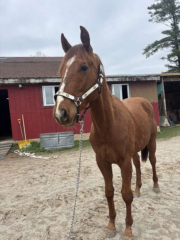quarter-horse