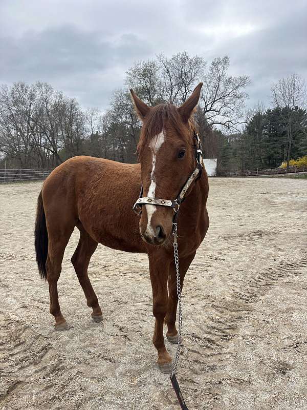 quarter-horse-for-sale
