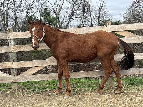 quarter-horse-gelding